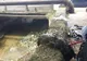 Câine mort, aruncat în Debren într-un sac. TEGA: „Vă rugăm, așa NU!”