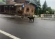 Începe capturarea câinilor fără stăpân în Covasna. Locuitorii, împărțiți în două tabere