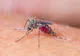 Un român a murit infectat cu West Nile. Situația în județul Covasna
