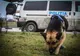 Copilă de 14 ani dispărută de acasă, găsită de polițiști