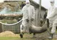 Proprietarul gospodăriei în care s-a descoperit focarul de pestă porcină, amendat cu 6.400 lei