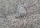 Pesta porcină se extinde în judeţul Covasna. Încă un mistreţ găsit mort