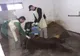VIDEO. Urs lovit de maşină în judeţul Covasna, eutanasiat la sanctuarul din Zărneşti