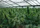 România, încă un pas pentru legalizarea canabisului în scop medicinal