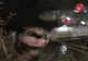 Nu s-a confirmat prezenţa pestei la porcii găsiţi în lacul de lângă Vârghiş