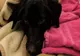  Probleme de sezon: Un labrador a fost salvat de medici după ce a înghiţit 34 de decoraţiuni de Crăciun 