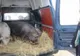 „Ploaie de amenzi” pentru comerț ilicit cu porci vii și nereguli în domeniul siguranței alimentelor, în județul Covasna