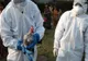 Focar de gripă aviară în Maramureș. Autoritățile sanitar-veterinare dau asigurări că situația este sub control