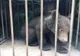 Ursuleți abandonați de mamă, găsiți de APM Covasna într-un copac din Zăbala