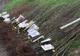 Record de puieți de pomi fructiferi donați de Fundația Comunitară Covasna în această primăvară