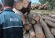 Contravenții silvice sancționate cu 12.000 de lei