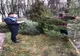 Polițiștii din Covasna au confiscat peste 400 de pomi de Crăciun 