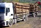 Amendă de 5000 de lei pentru transport ilegal de lemn