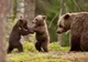 Familie de urși semnalată în zona Șugaș Băi