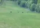 Urși filmaţi pe pârtia mică de schi din staţiunea Şugaş Băi