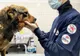 Campanie de sterilizare gratuită a câinilor din Sfântu Gheorghe, Chilieni şi Coşeni