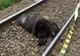 Urs omorât de tren la Bixad