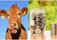 Ajutorul de stat în sectorul creşterii animalelor pentru 2021 a fost majorat la 70 de milioane de lei
