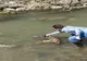 Castor găsit mort în albia pârâului Covasna