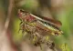 Prima țară care interzice insectele în mâncare. Italia nici nu vrea să audă de făină de greieri în blatul de pizza