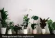 Spune adio umidității și mucegaiului din casă! Top 5 plante care te salvează