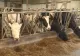 Medicii veterinari se alătură valului de proteste. Cer modificarea legii salarizării și o grilă proprie de venituri